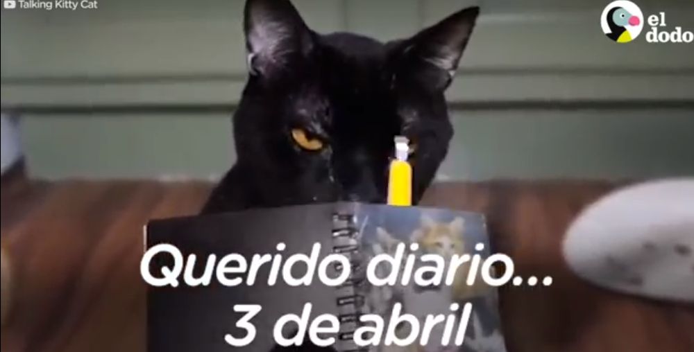 Así sería si los gatos hablasen -Diario de un gato – By Steve Cash