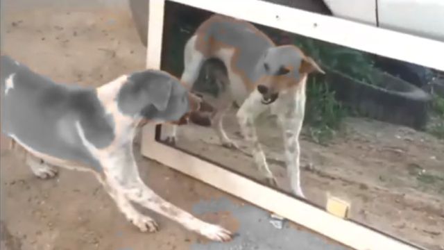 El perro, el espejo y su otro yo