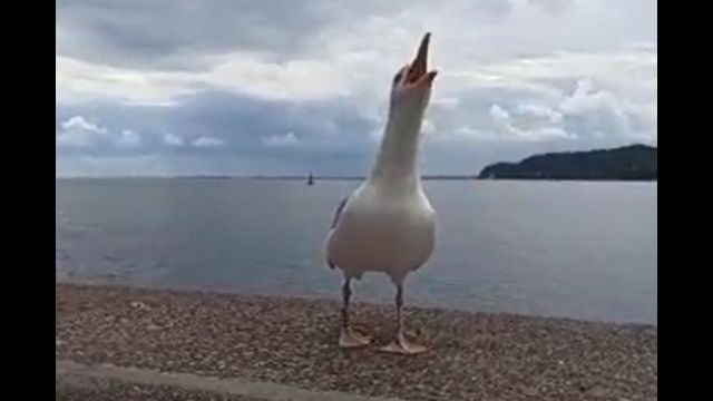 Cuando un amigo se cae y tiene un accidente