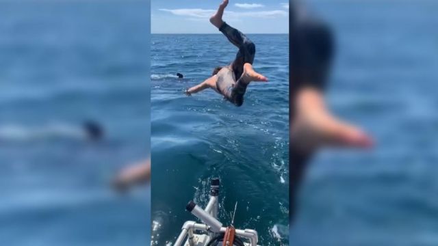 Cuando estás mal de la vista y confundes un tiburón blanco con un peregrino.